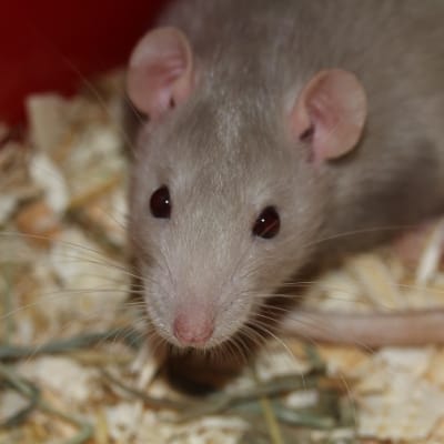 RODENT CONTROL