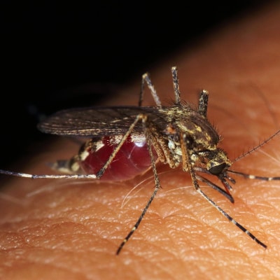 MOSQUITO CONTROL